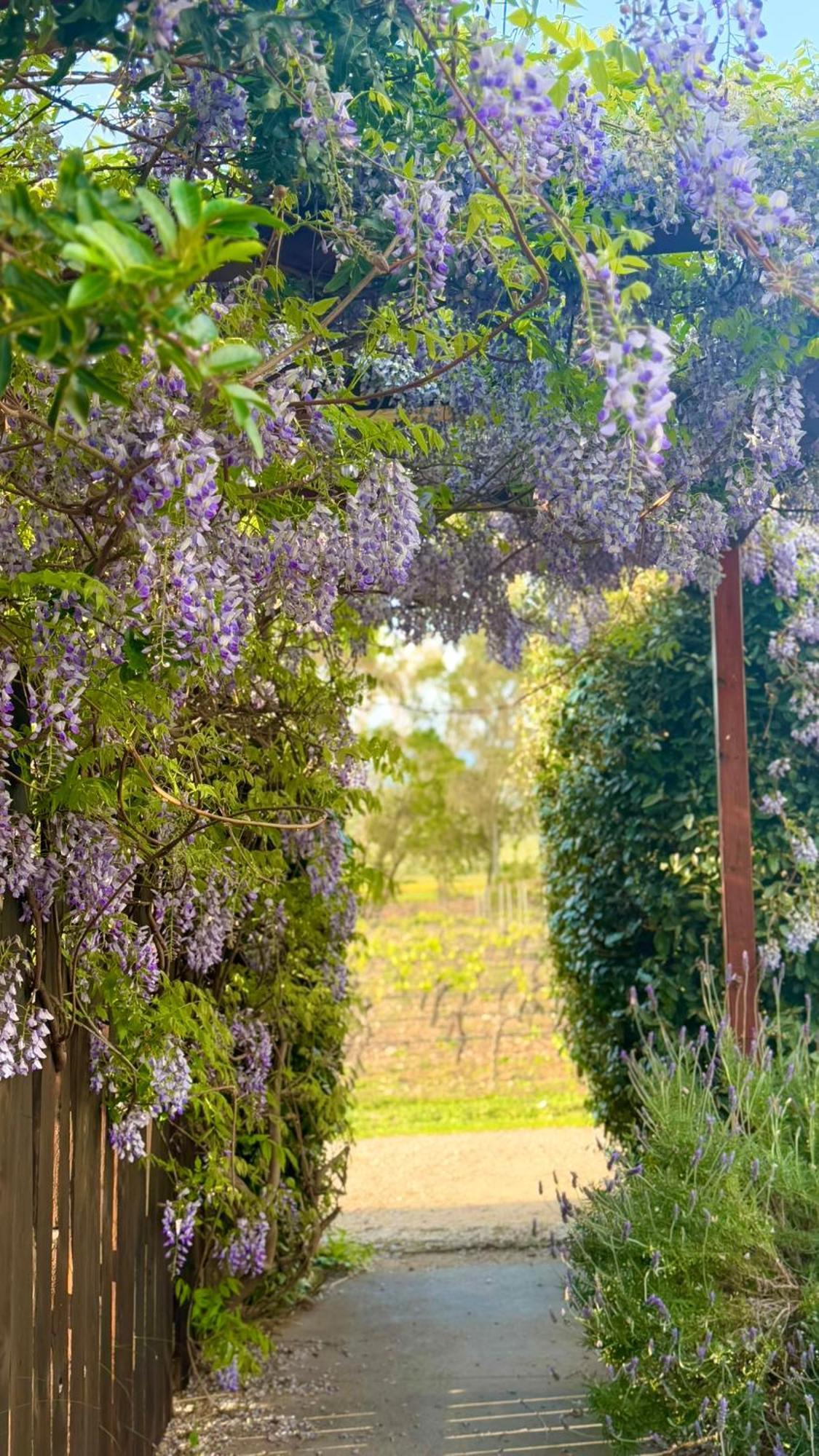 Is Cheas Wine Farm Boutique Hotel San Vero Milis المظهر الخارجي الصورة